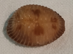 Pusula pediculus