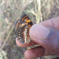 Byblia anvatara crameri