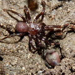 Hebestatis theveneti