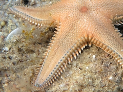 Astropecten platyacanthus