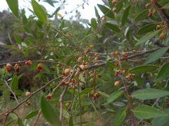 Maytenus magellanica