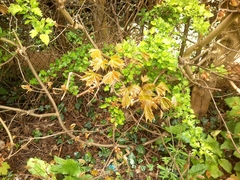 Acer platanoides