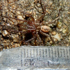 Aliatypus