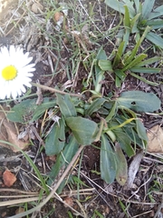 Bellis sylvestris