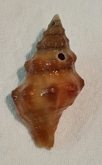 Leucozonia