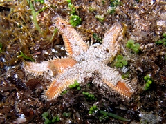 Astropecten platyacanthus