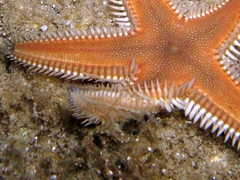 Astropecten platyacanthus