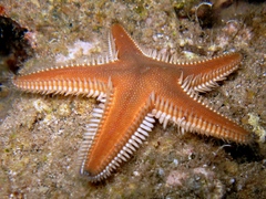 Astropecten platyacanthus