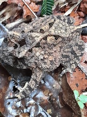 Proceratophrys concavitympanum