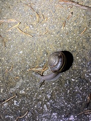 Helminthoglypta sequoicola consors