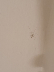 Araneae
