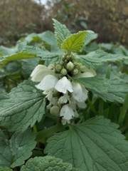 Lamium album