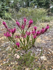 Erica pulchella