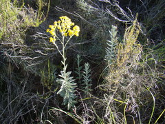 Senecio lineatus