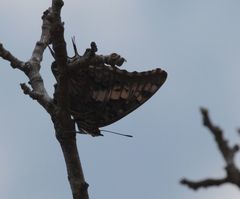 Charaxes achaemenes achaemenes