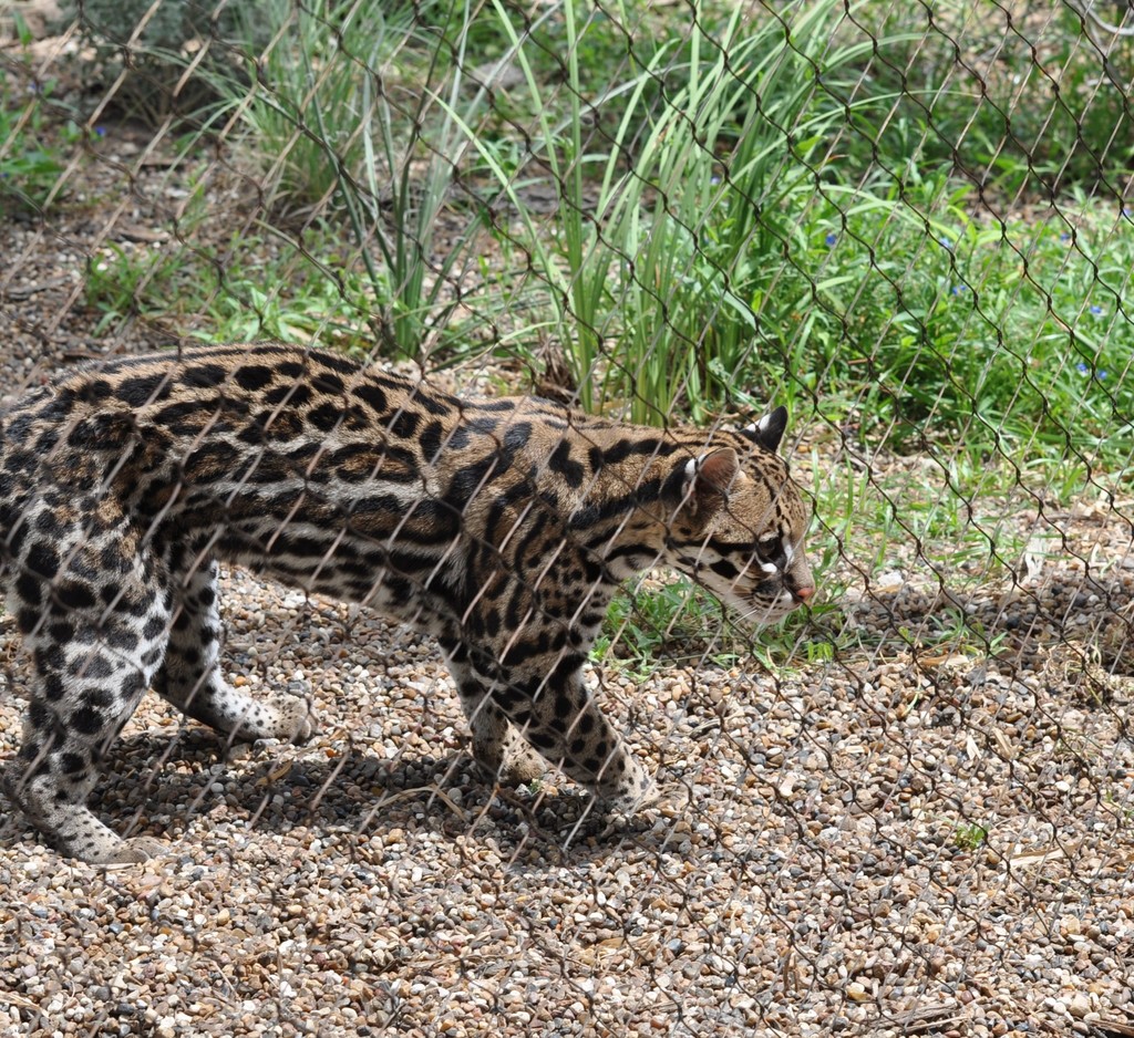 Ocelot in August 2021 by Andrew Hebert · iNaturalist