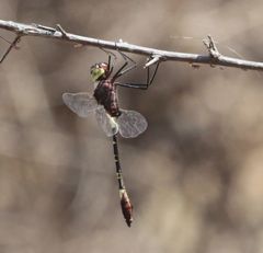 Phyllomacromia contumax