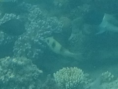 Parupeneus crassilabris