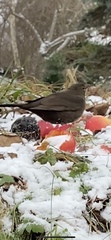 Turdus merula