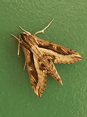 Hippotion velox
