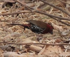 Hypargos niveoguttatus