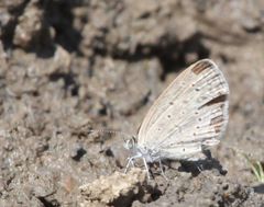Zizeeria knysna knysna