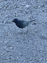 Euphagus cyanocephalus