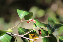 Antidesma madagascariense