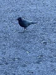 Euphagus cyanocephalus