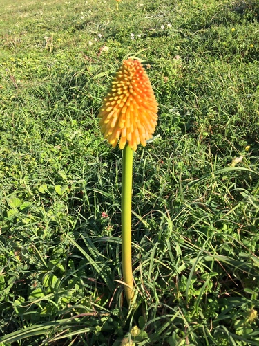 Image of Kniphofia rooperi by (c) Andrew Gillespie, some rights reserved (CC BY-SA)