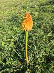 Kniphofia rooperi