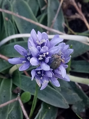 Hyacinthoides lingulata