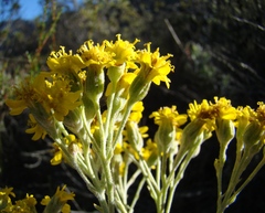Senecio lineatus
