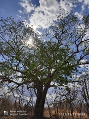 Enterolobium timbouva