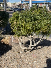Magnoliopsida