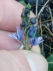 Hyacinthoides lingulata