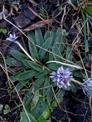 Hyacinthoides lingulata
