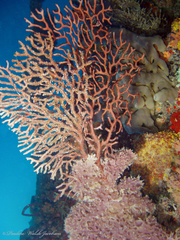 Iciligorgia schrammi