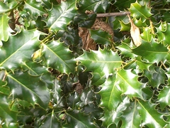 Ilex aquifolium