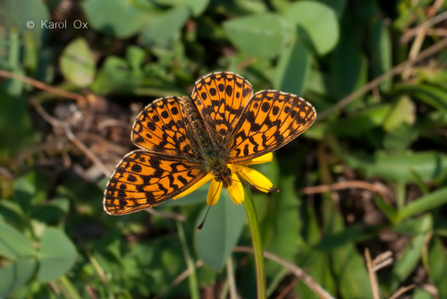 perlovec najmenší (Boloria dia)