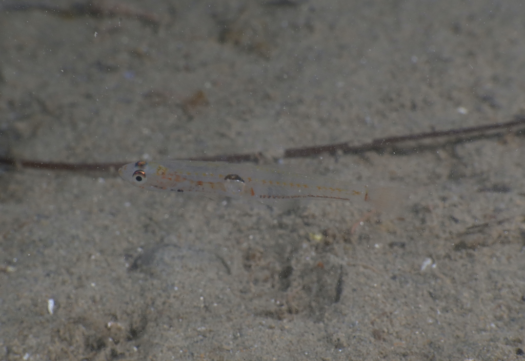 Transparent Goby