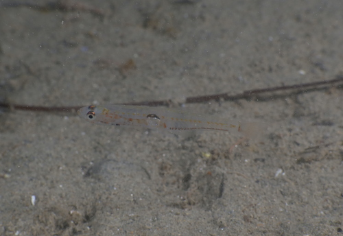 Transparent Goby