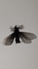 Ptilocephala plumifera