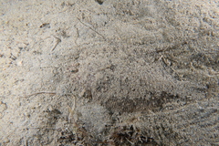 Arnoglossus laterna