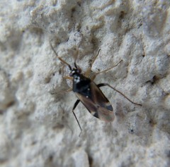 Harpocera hellenica