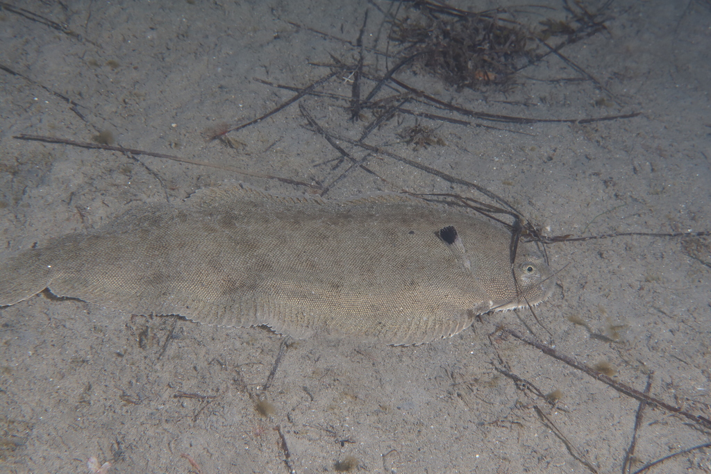 Solea vulgaris