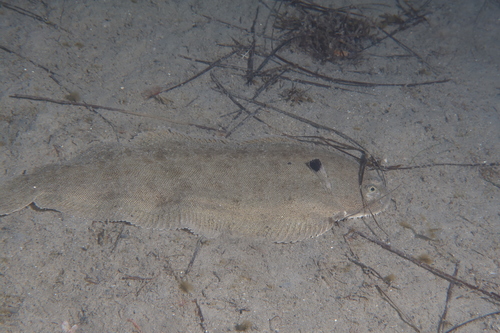 Solea vulgaris