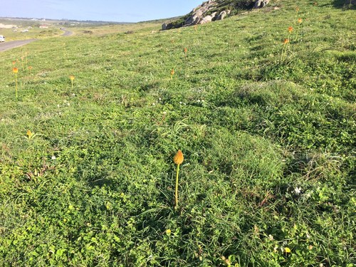 Image of Kniphofia rooperi by (c) Andrew Gillespie, some rights reserved (CC BY-SA)