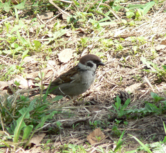 Passer montanus