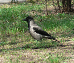 Corvus cornix